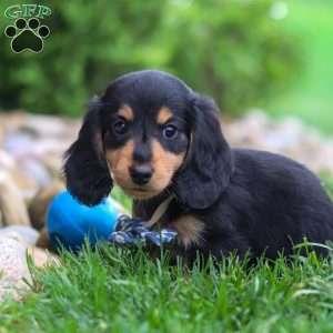 Benje, Dachshund Puppy